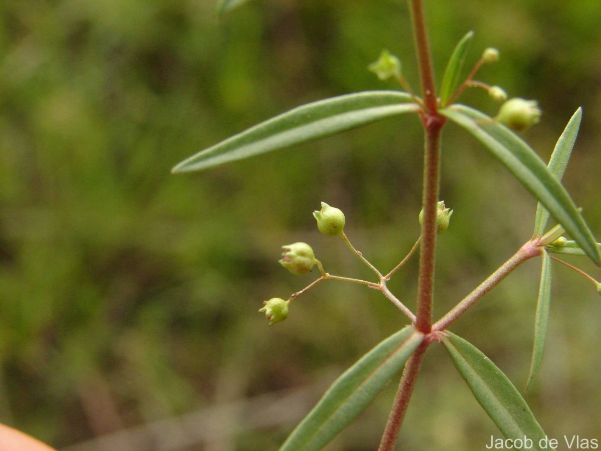 Scleromitrion diffusum (Willd.) R.J.Wang